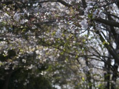 桜４