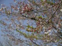 桜