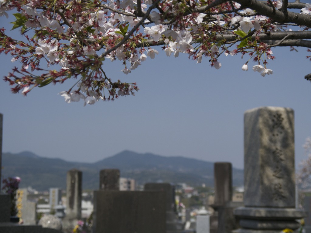 桜７