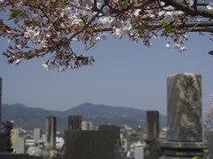 桜７