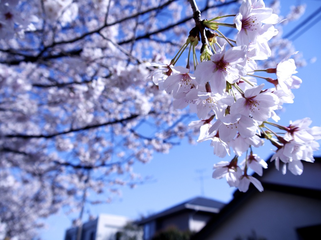 桜色