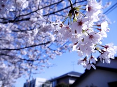 桜色