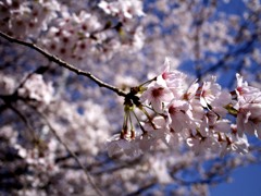 桜と蒼