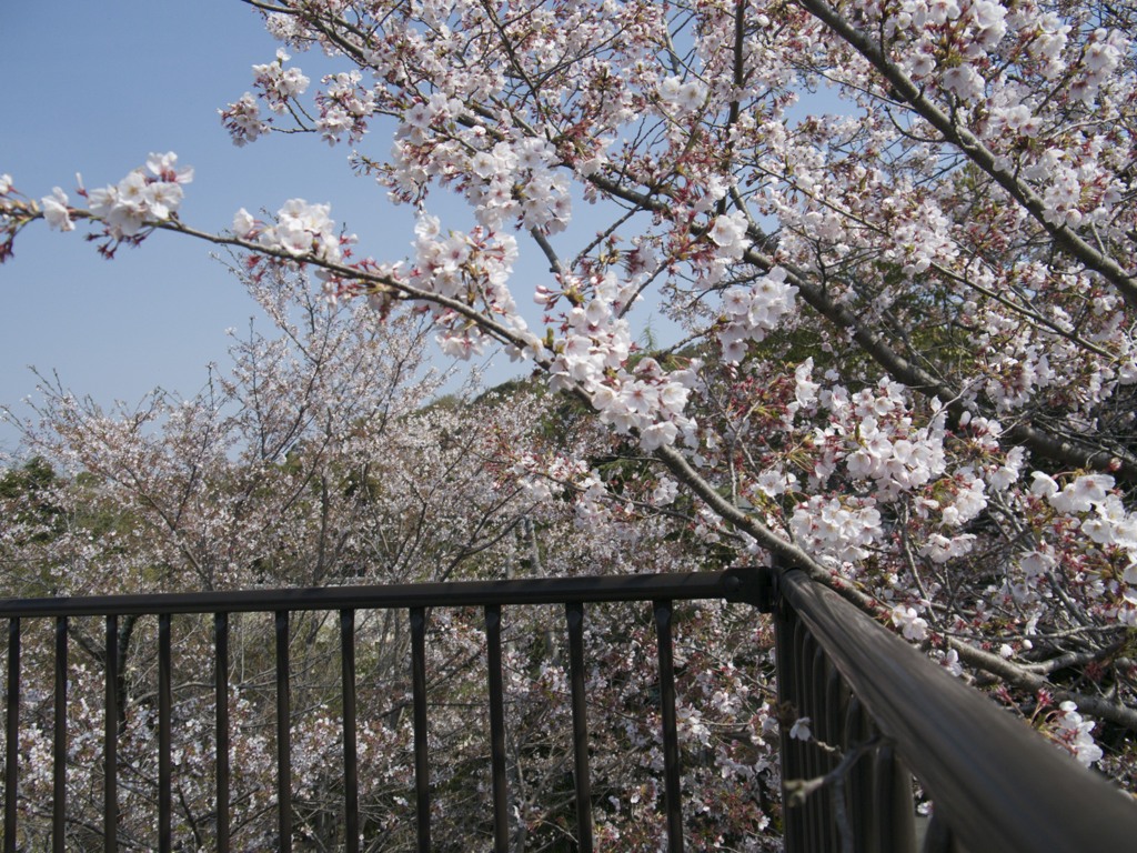 桜１１