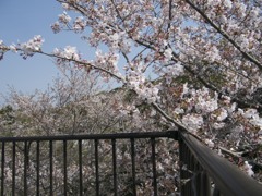 桜１１