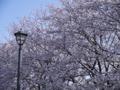 満開の桜