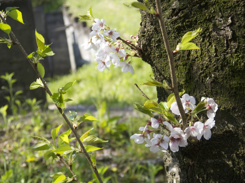 桜５