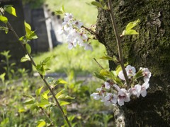 桜５