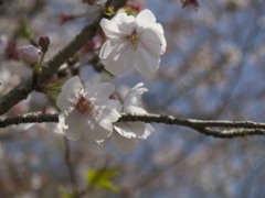 桜２