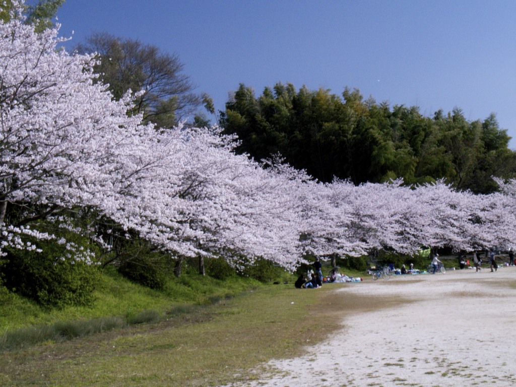 近所の桜