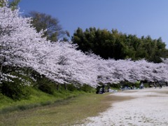 近所の桜
