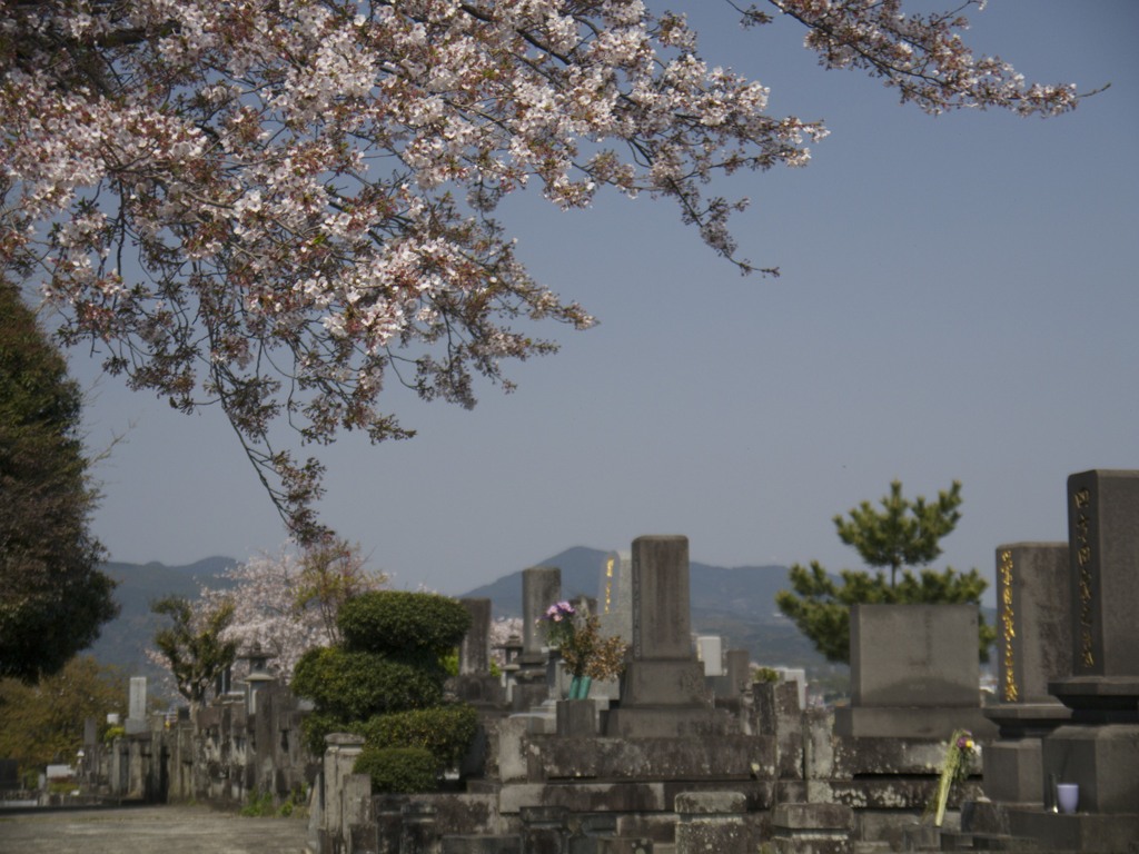 桜８