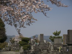 桜８