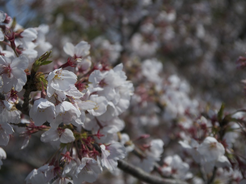 桜９