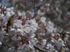 桜９