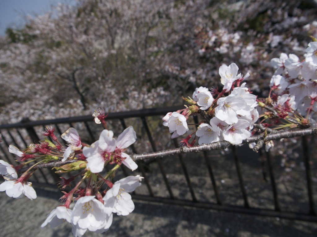 桜１０