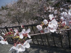 桜１０