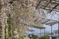 葉桜の道