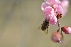 蜜を求めて