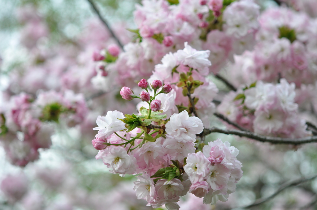 桜色