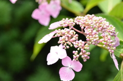 紫陽花（3）