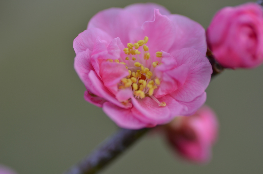 薄紅色