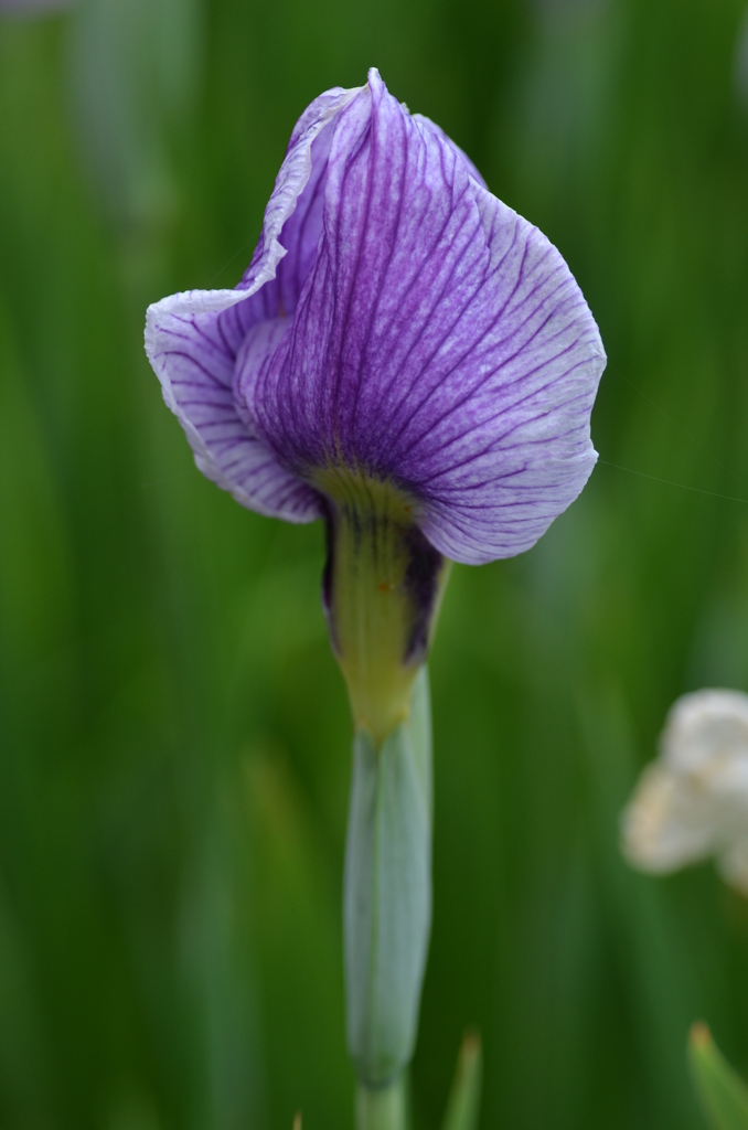 花菖蒲