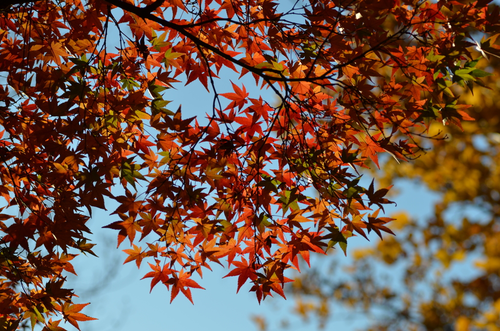 紅葉（4）