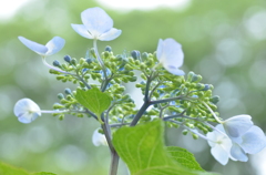 紫陽花（4）