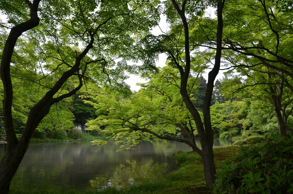 青もみじ（2）