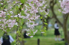 葉桜