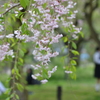 葉桜
