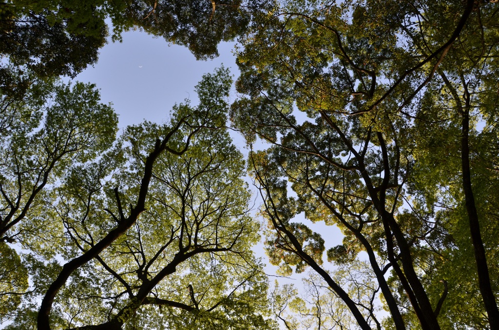 新緑の森
