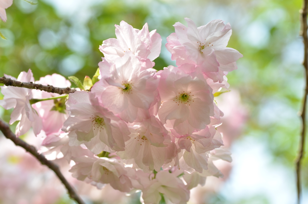 桜花
