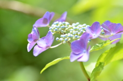 紫陽花（2）