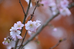 十月桜