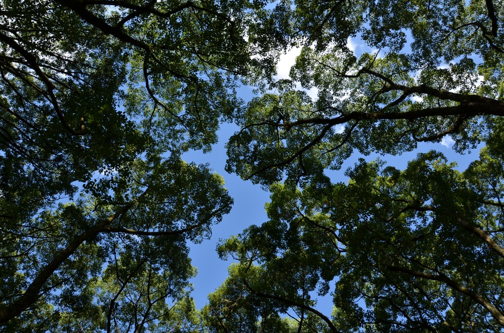 見上げる