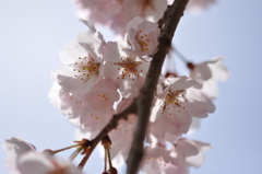 さくら咲く