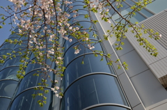 葉桜