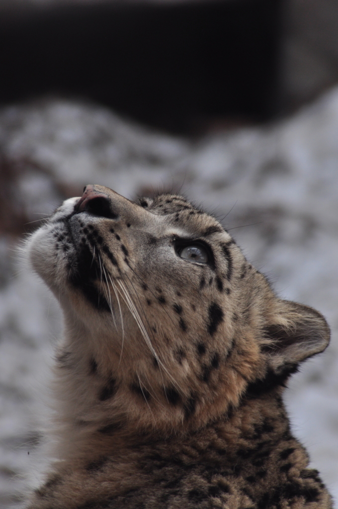 雪豹