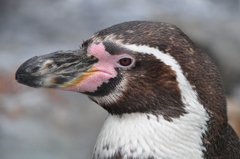 ペンギンの目