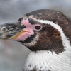 ペンギンの目