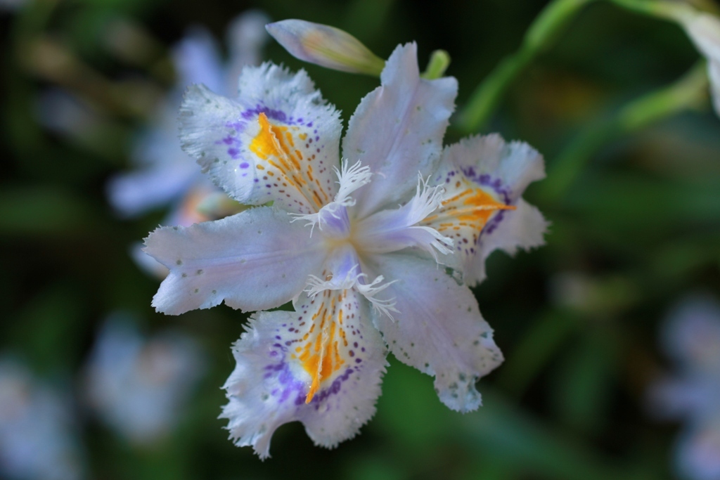 何の花？