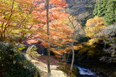 花貫渓谷の紅葉風景(2)