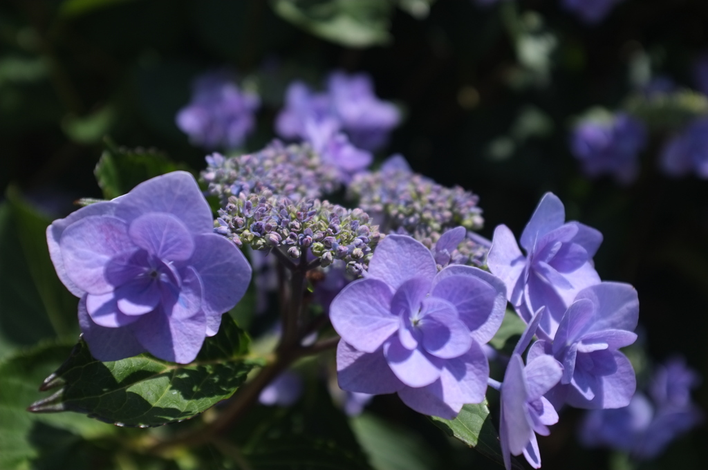 道端の紫陽花