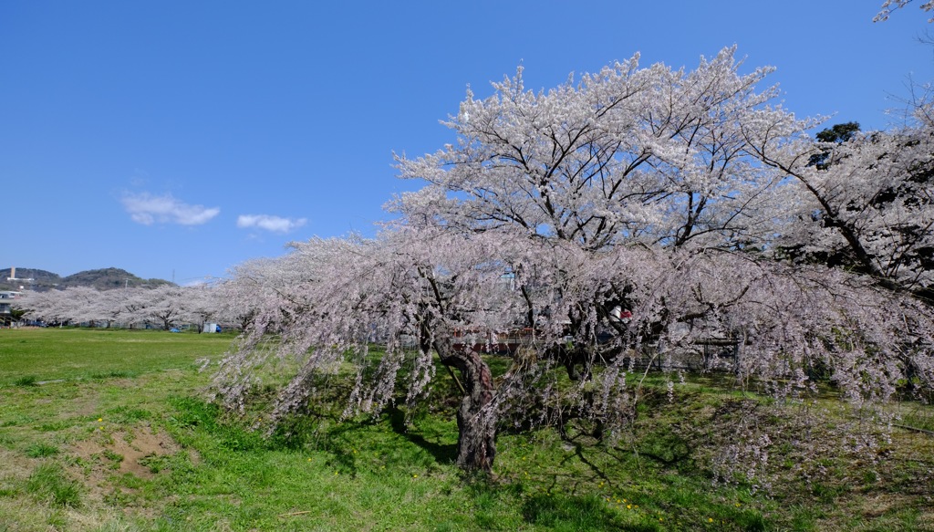 桜満開！