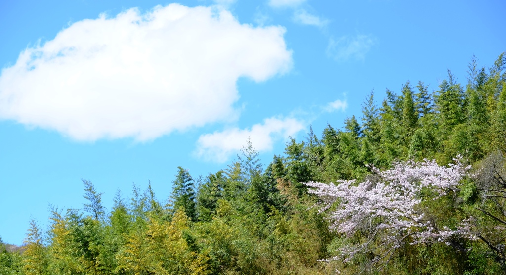 雲と山櫻