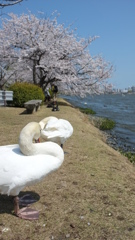 白鳥と湖と桜