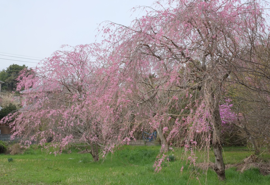 今年の桜