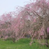 今年の桜